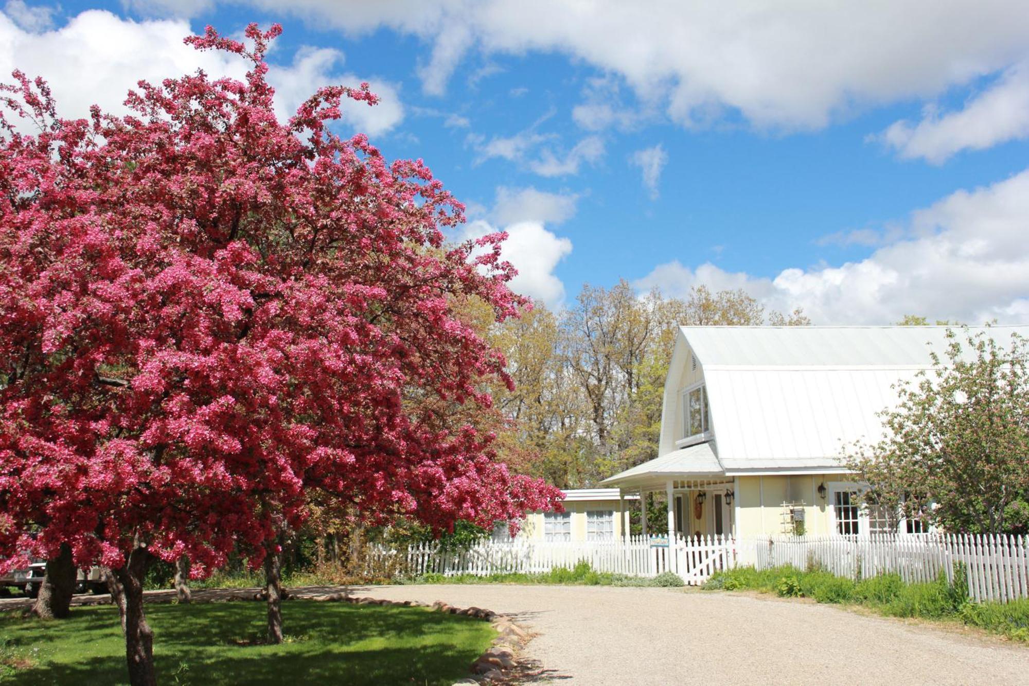 Blue Lake Ranch Bed & Breakfast Hesperus Exterior photo